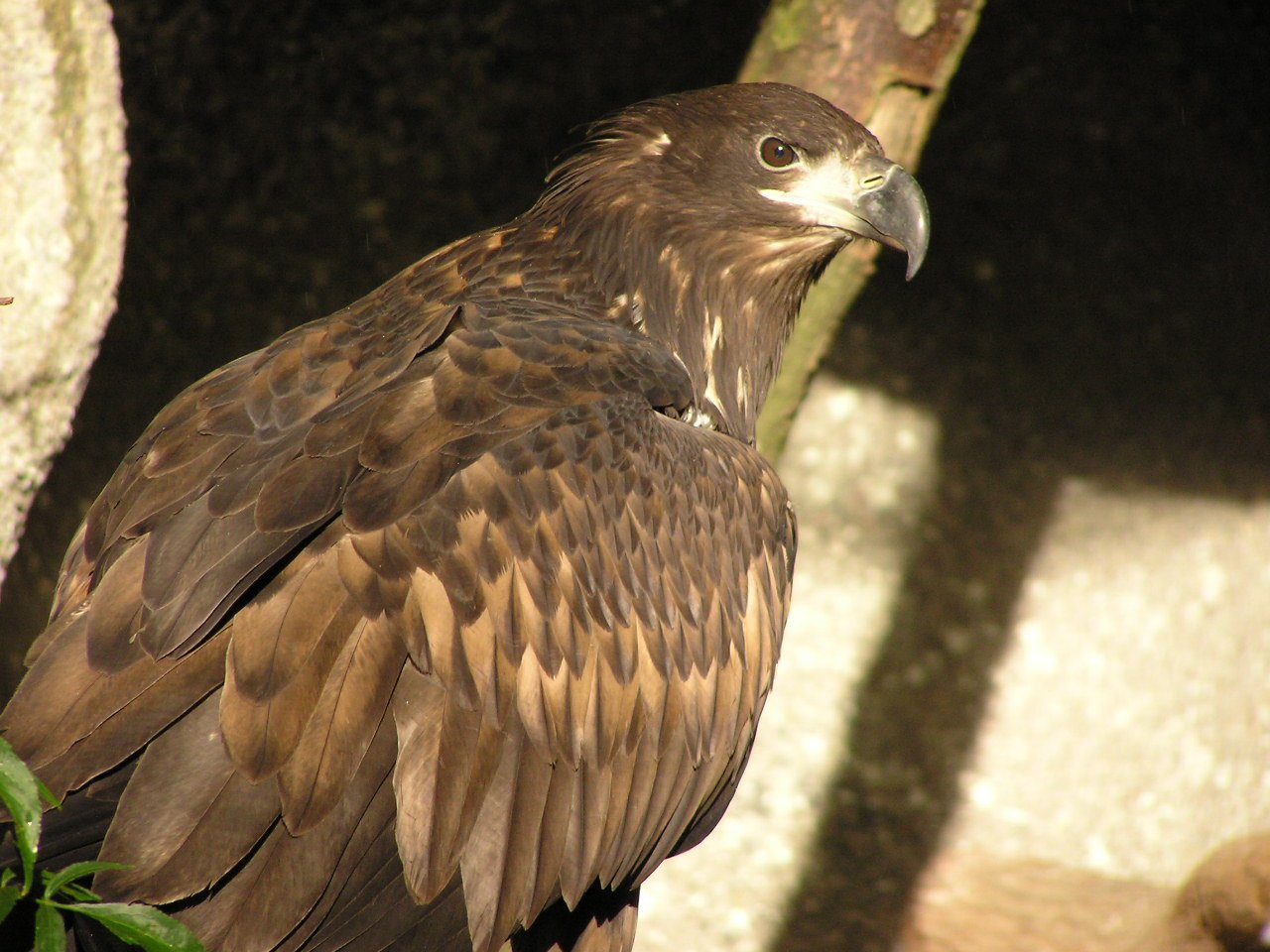 Apenheul Primate Park