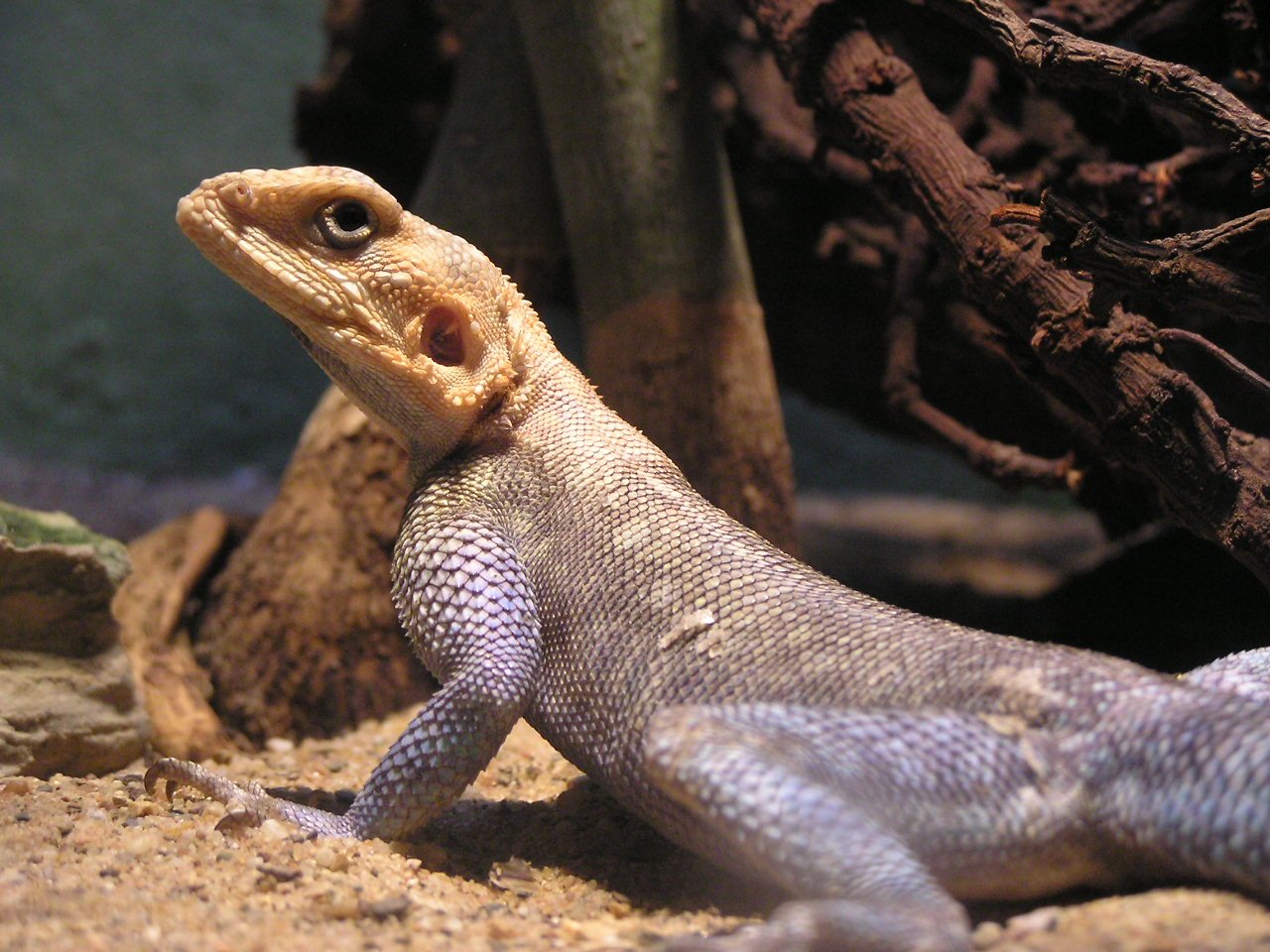 Apenheul Primate Park