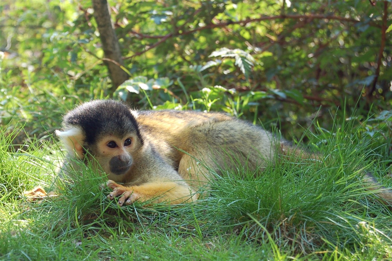 Apenheul Primate Park