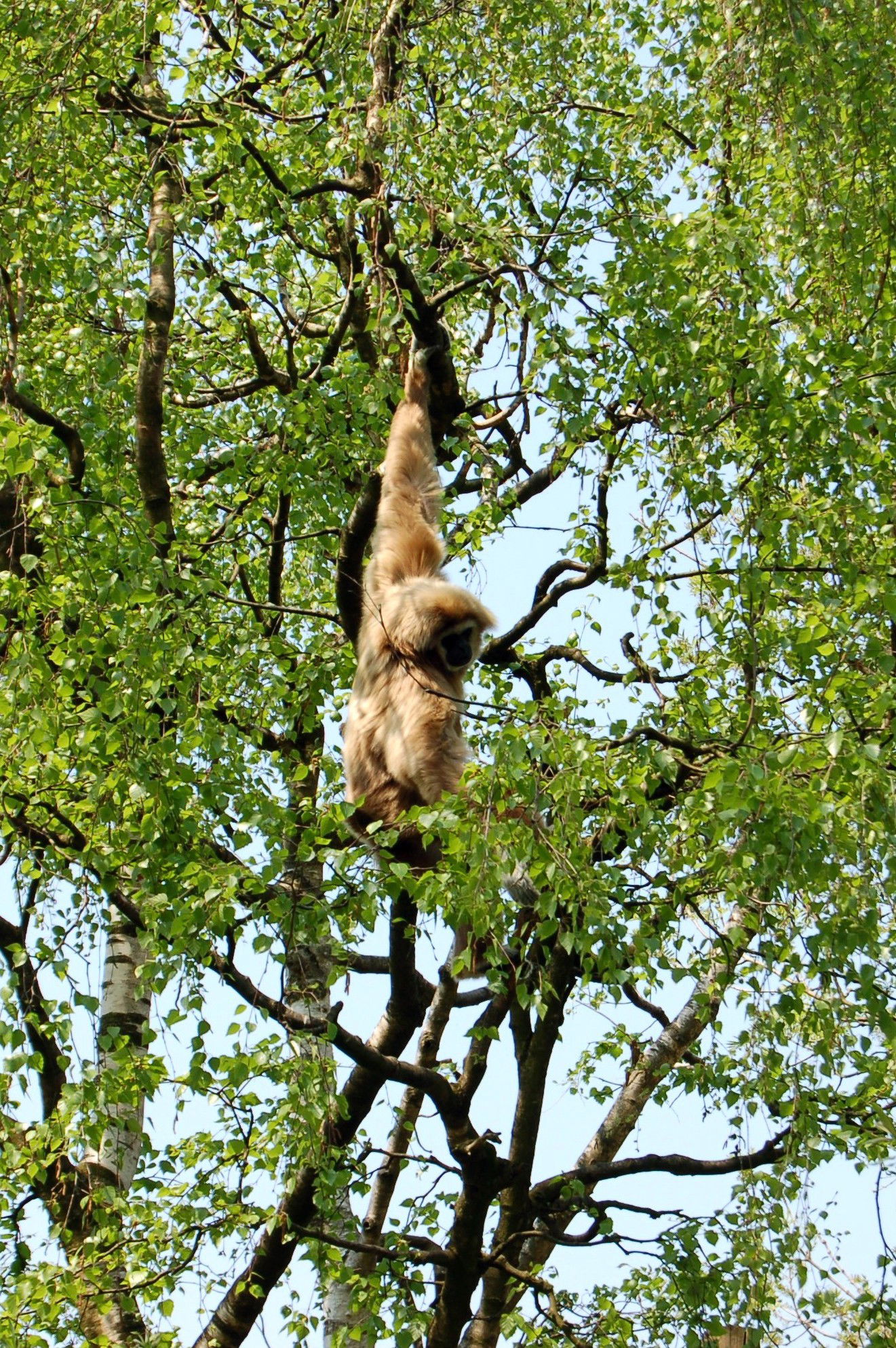 Apenheul Primate Park