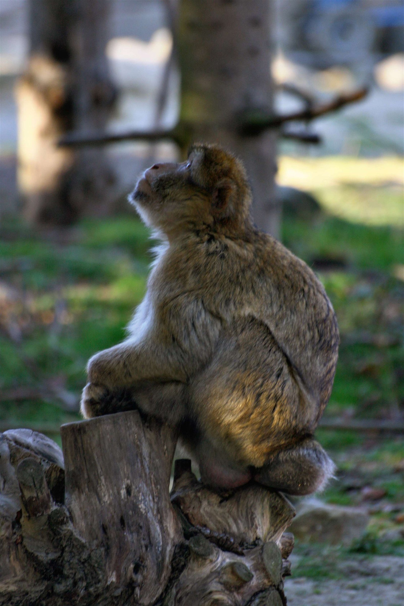 Apenheul Primate Park