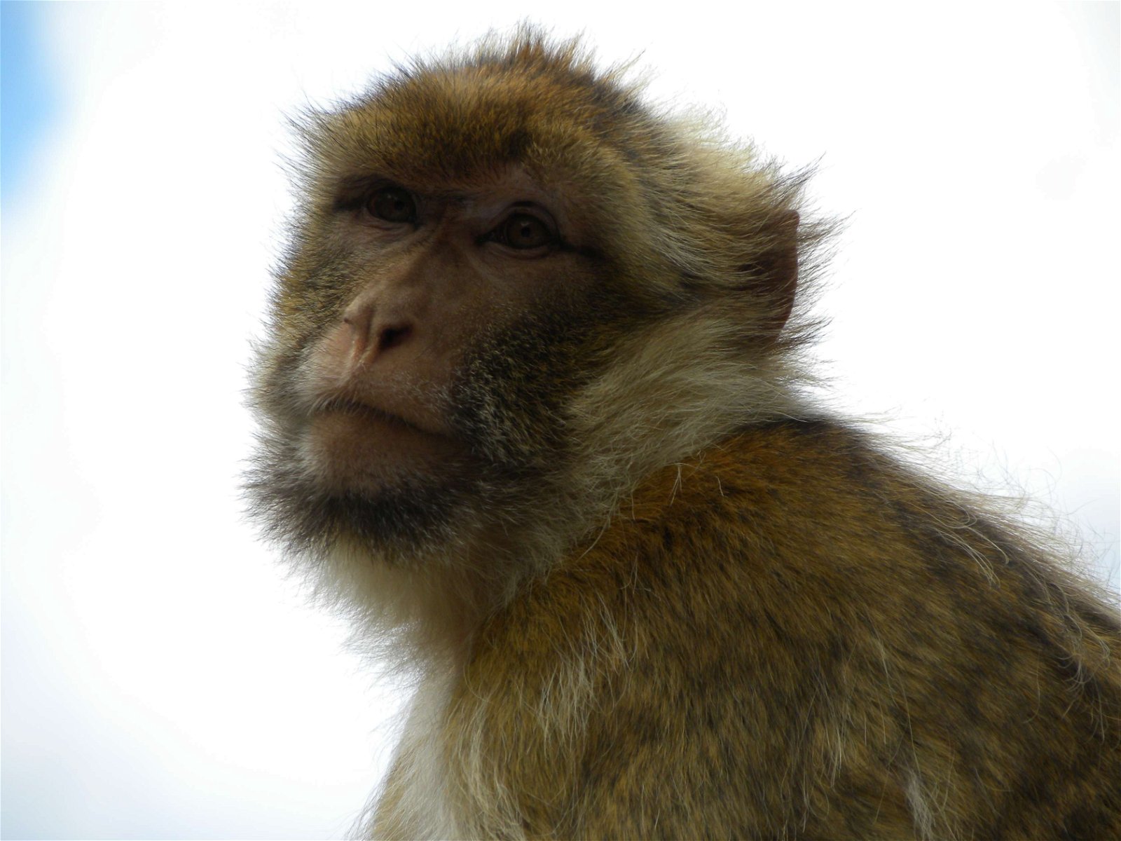 Apenheul Primate Park