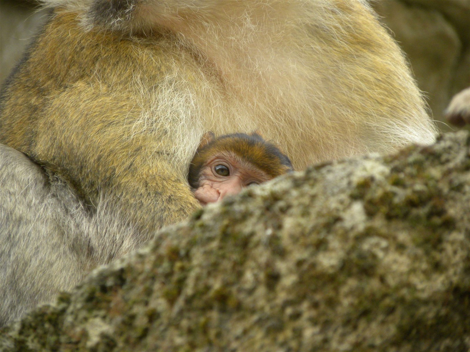 Apenheul Primate Park