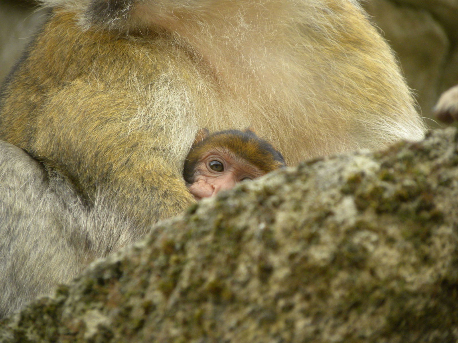 Apenheul Primate Park
