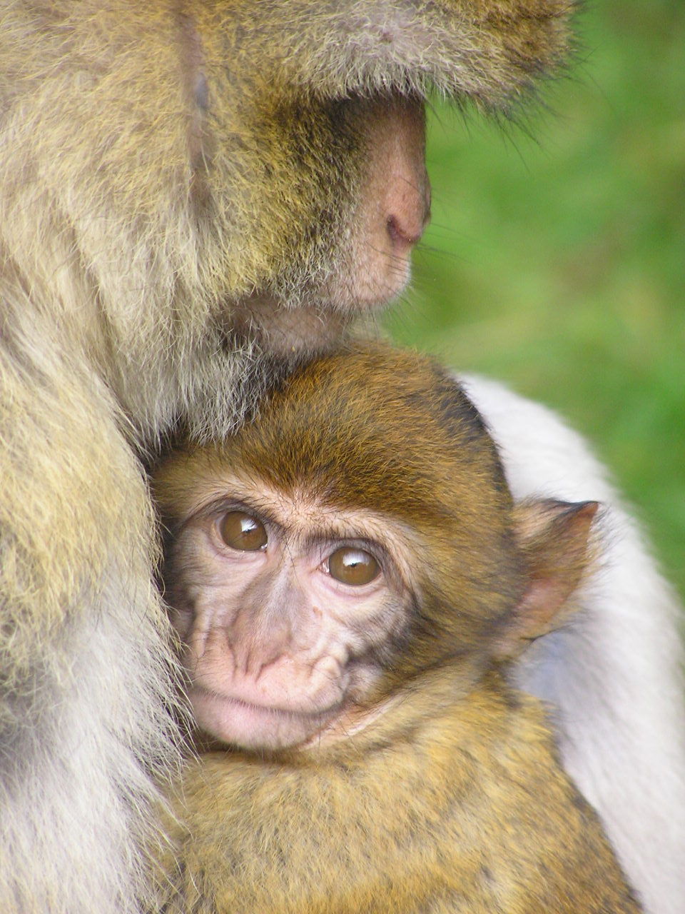 Apenheul Primate Park
