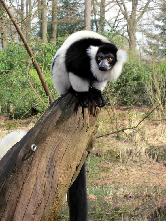 Apenheul Primate Park