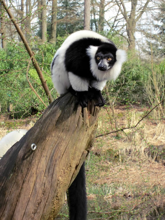 Apenheul Primate Park