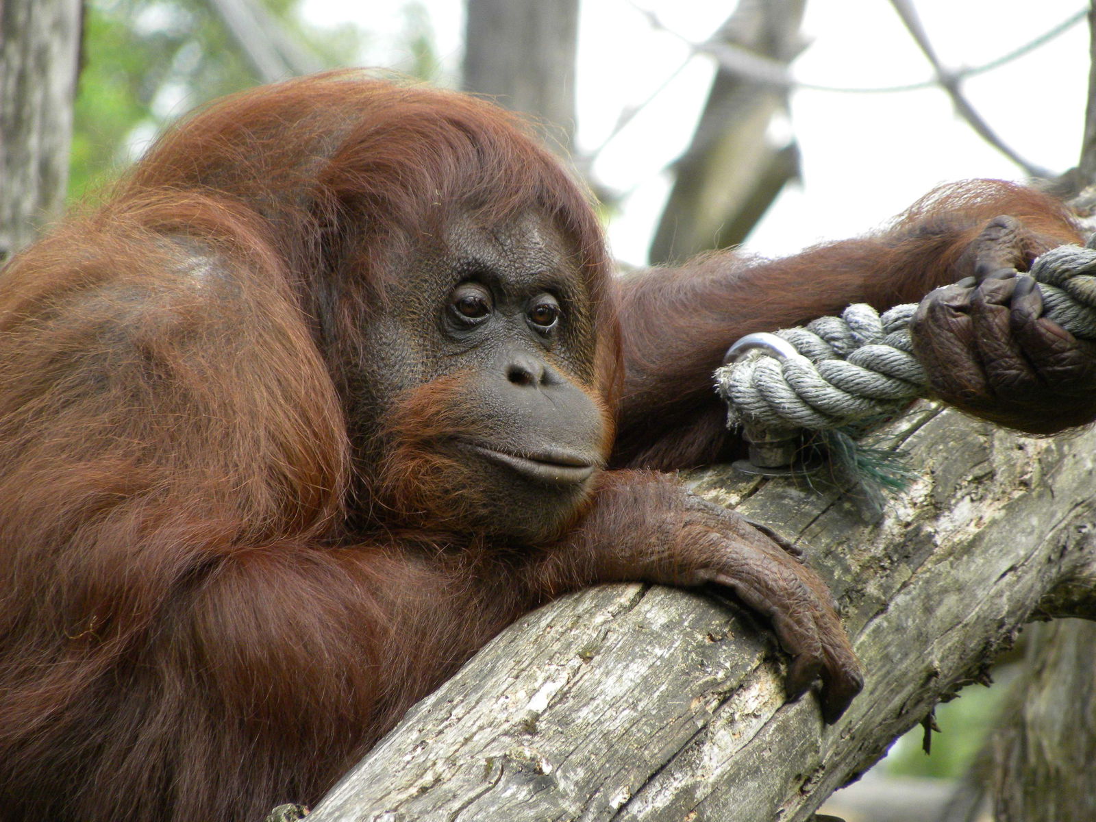 Apenheul Primate Park