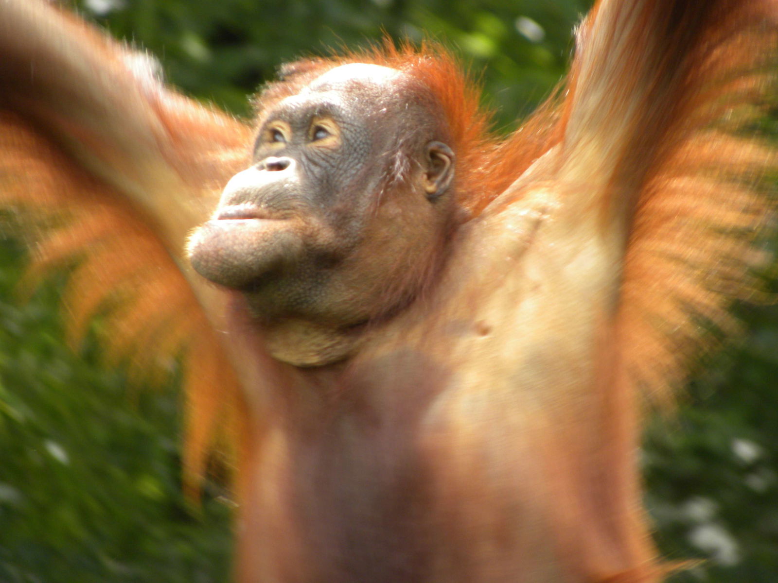Apenheul Primate Park