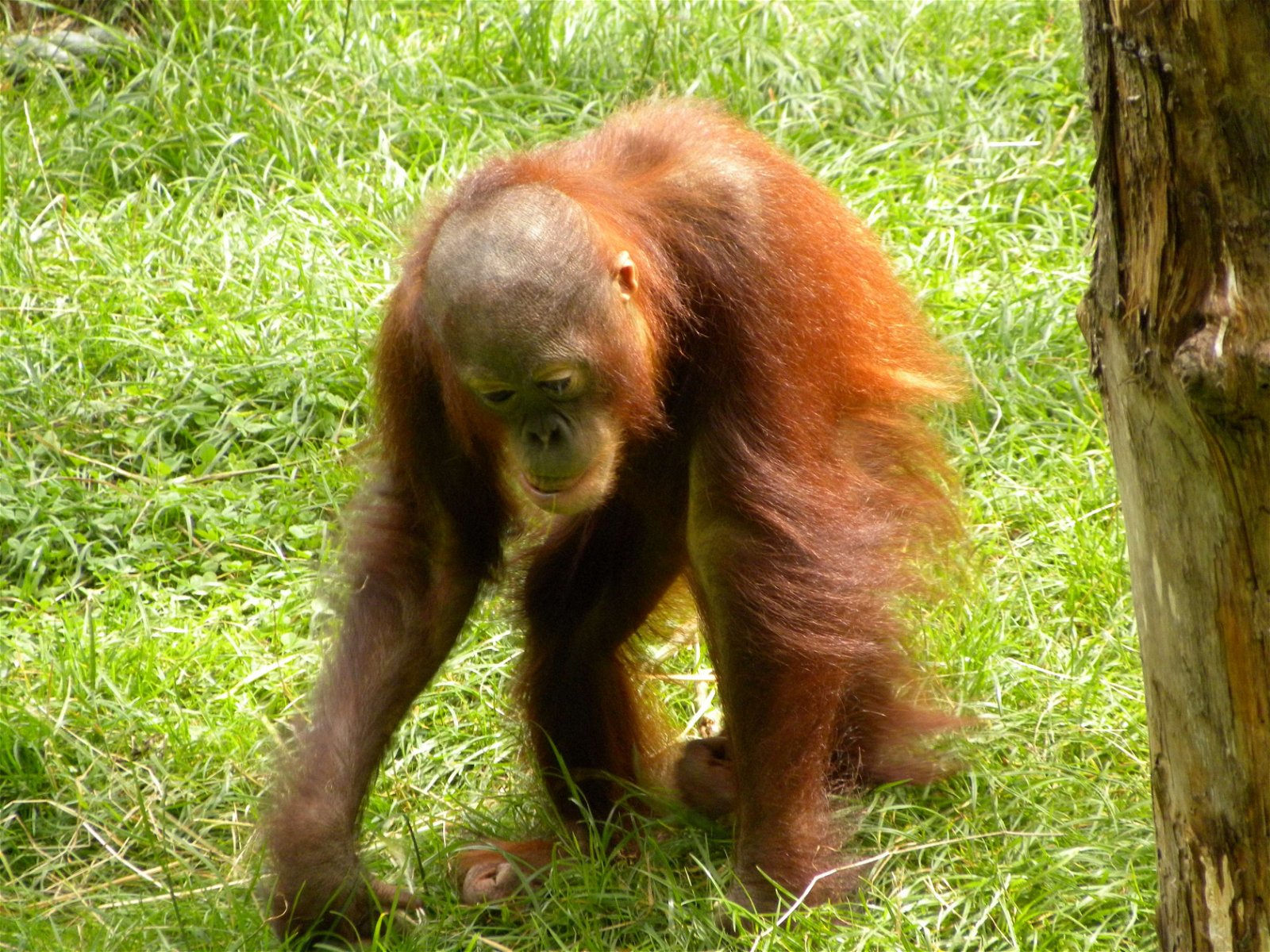 Apenheul Primate Park
