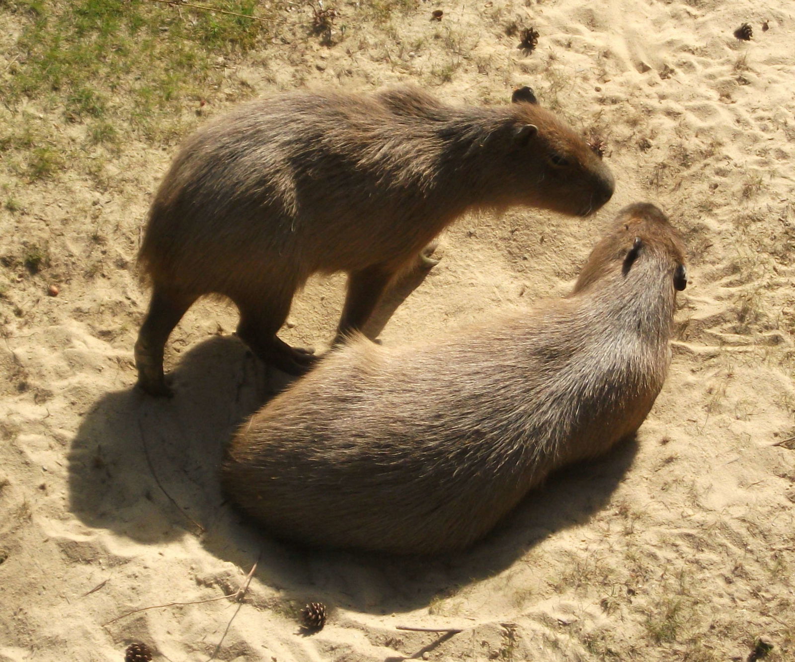 Apenheul Primate Park