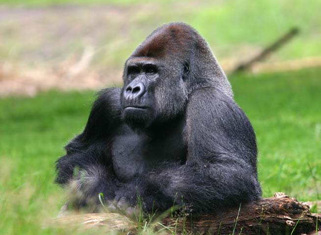 Apenheul Primate Park