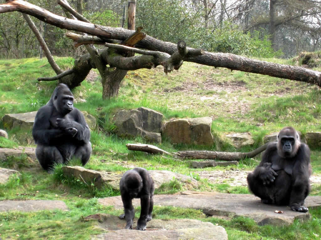 Apenheul Primate Park