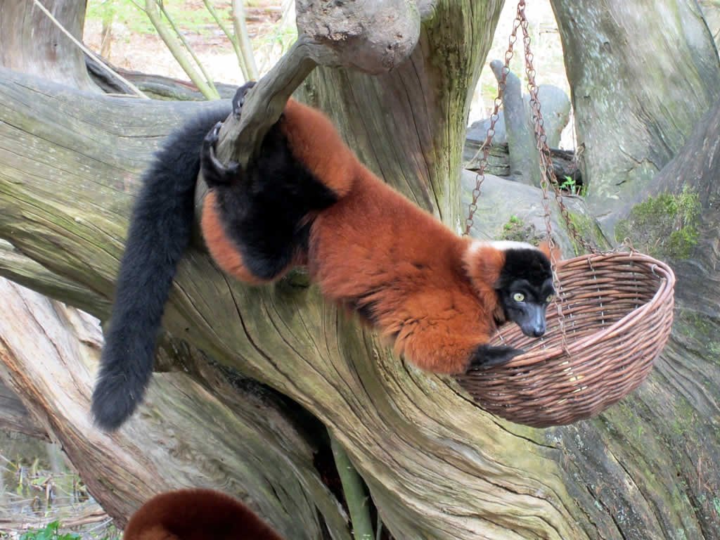 Apenheul Primate Park