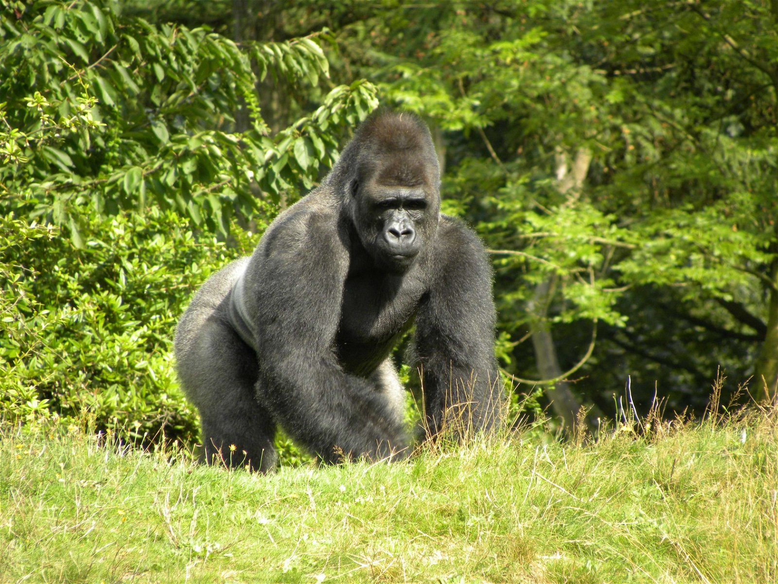 Apenheul Primate Park