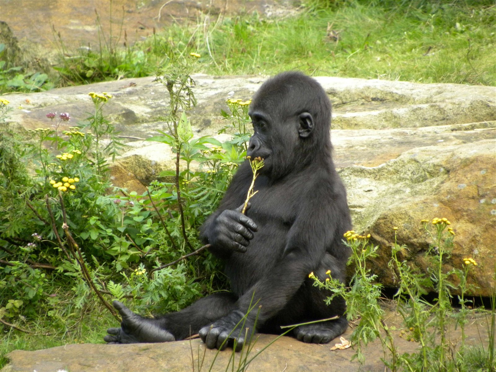 Apenheul Primate Park