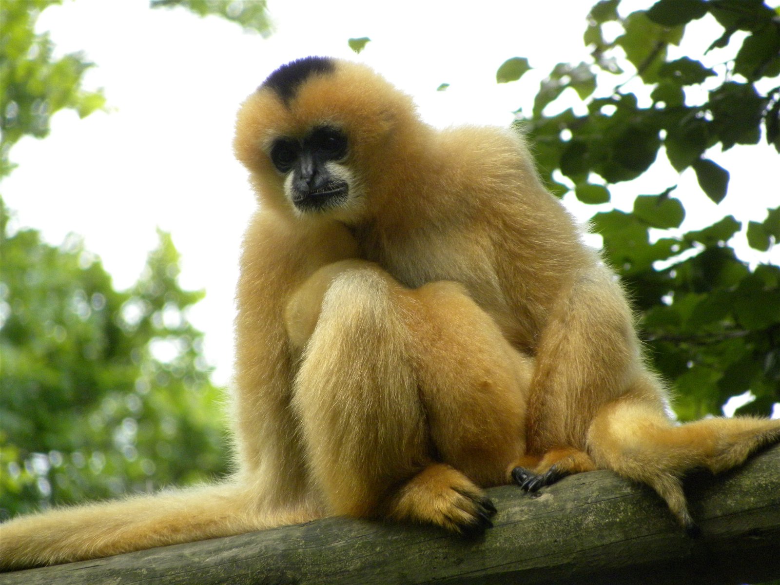 Apenheul Primate Park