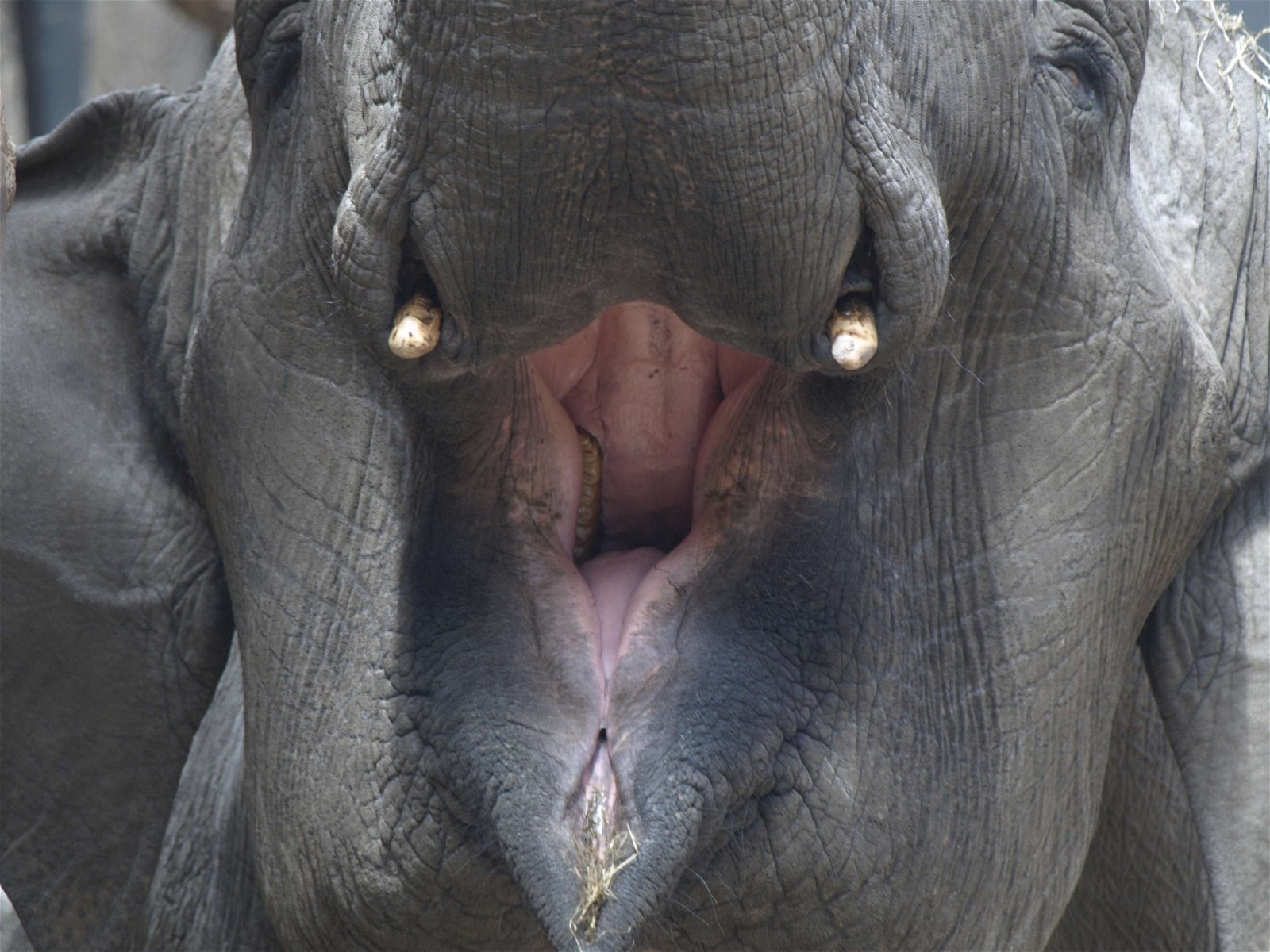 DierenPark Amersfoort