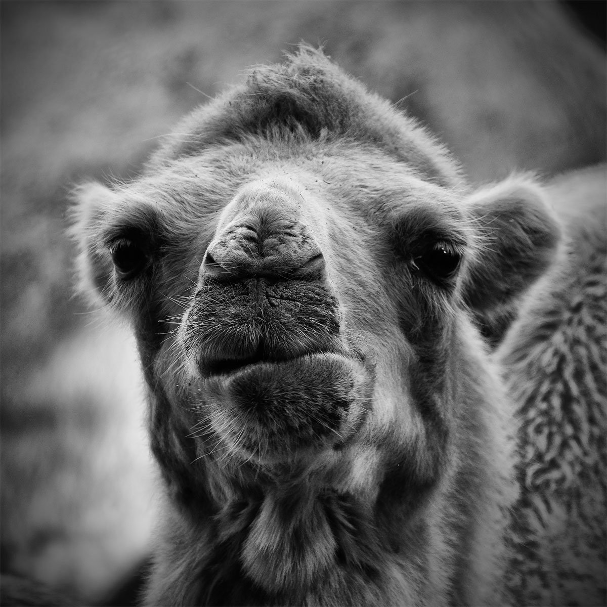 DierenPark Amersfoort