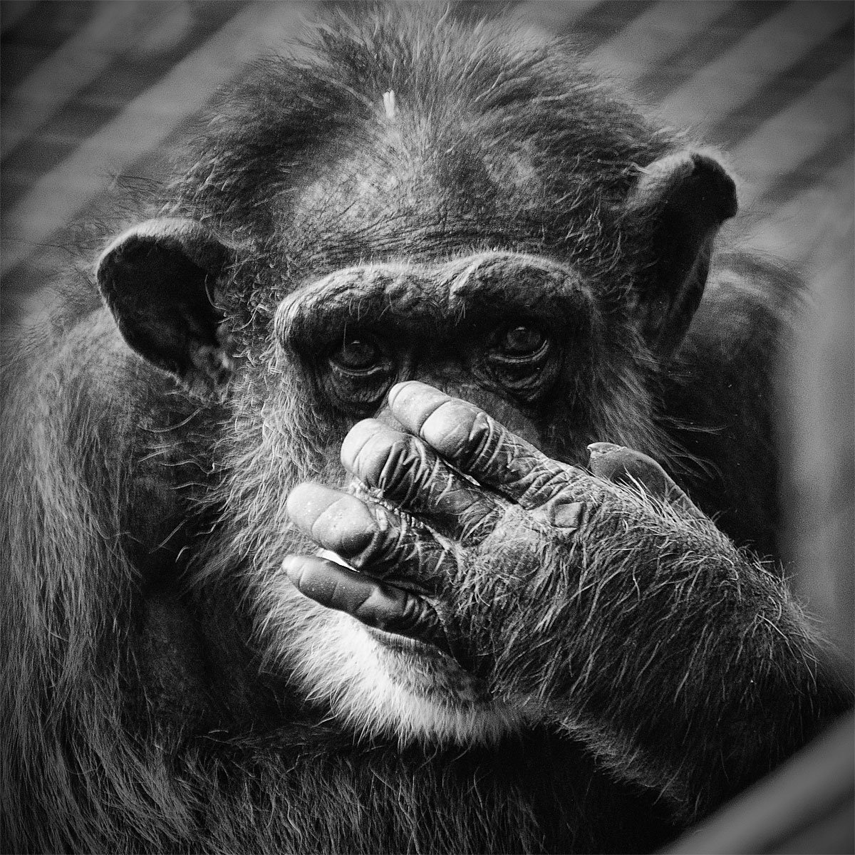 DierenPark Amersfoort