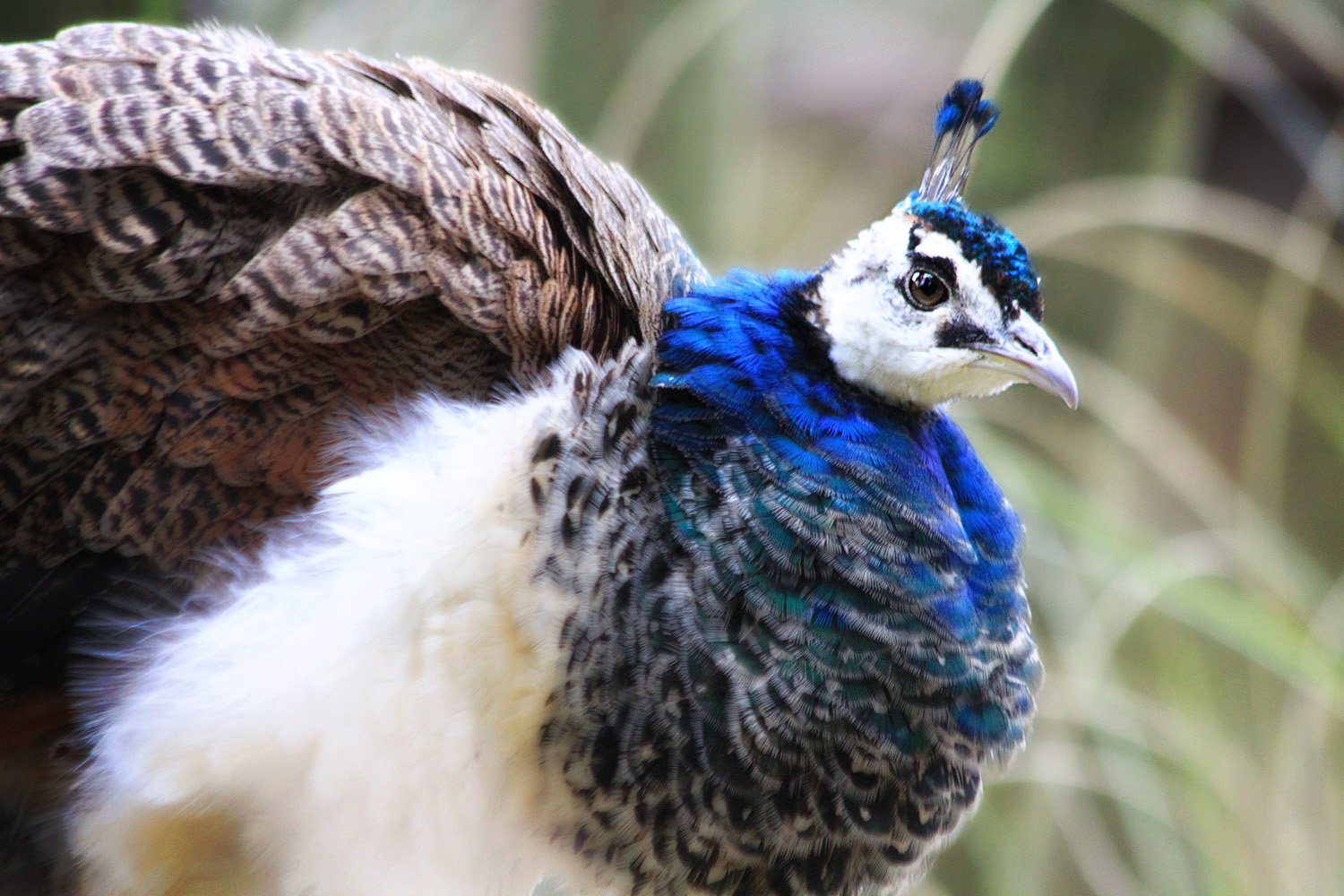 DierenPark Amersfoort