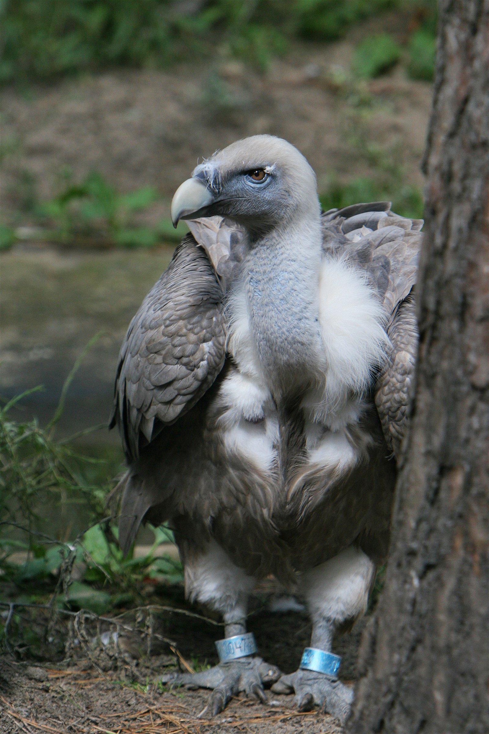 DierenPark Amersfoort