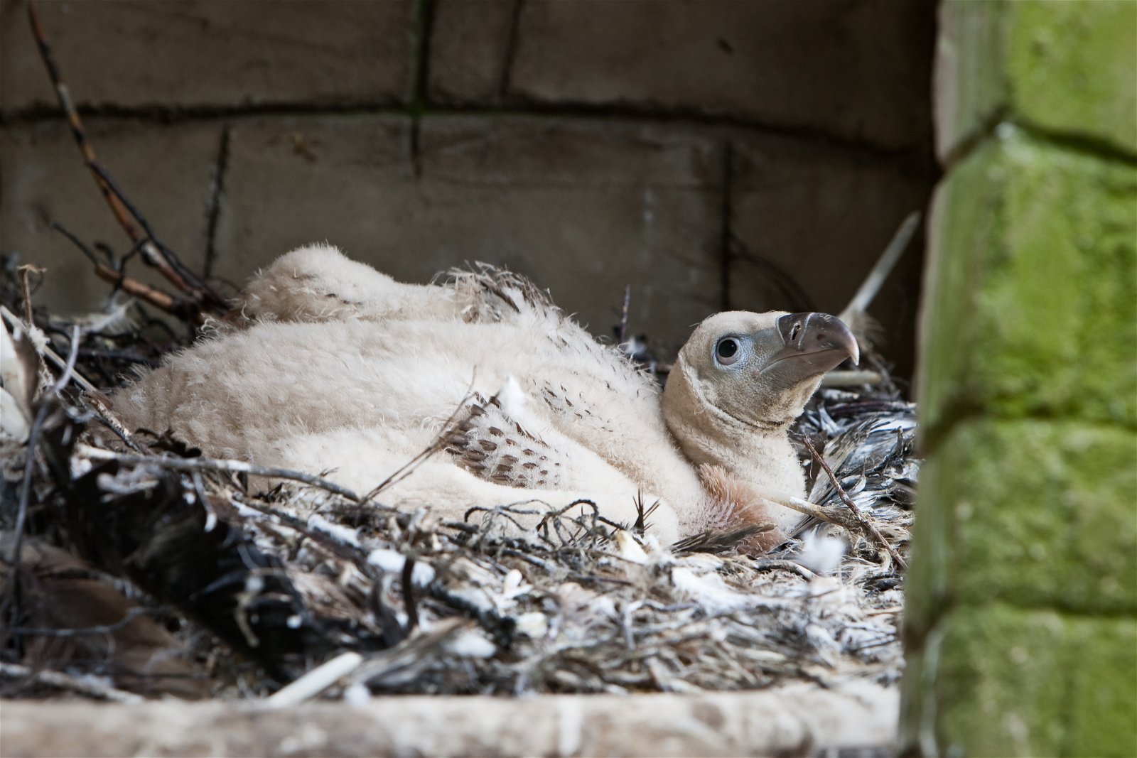 DierenPark Amersfoort