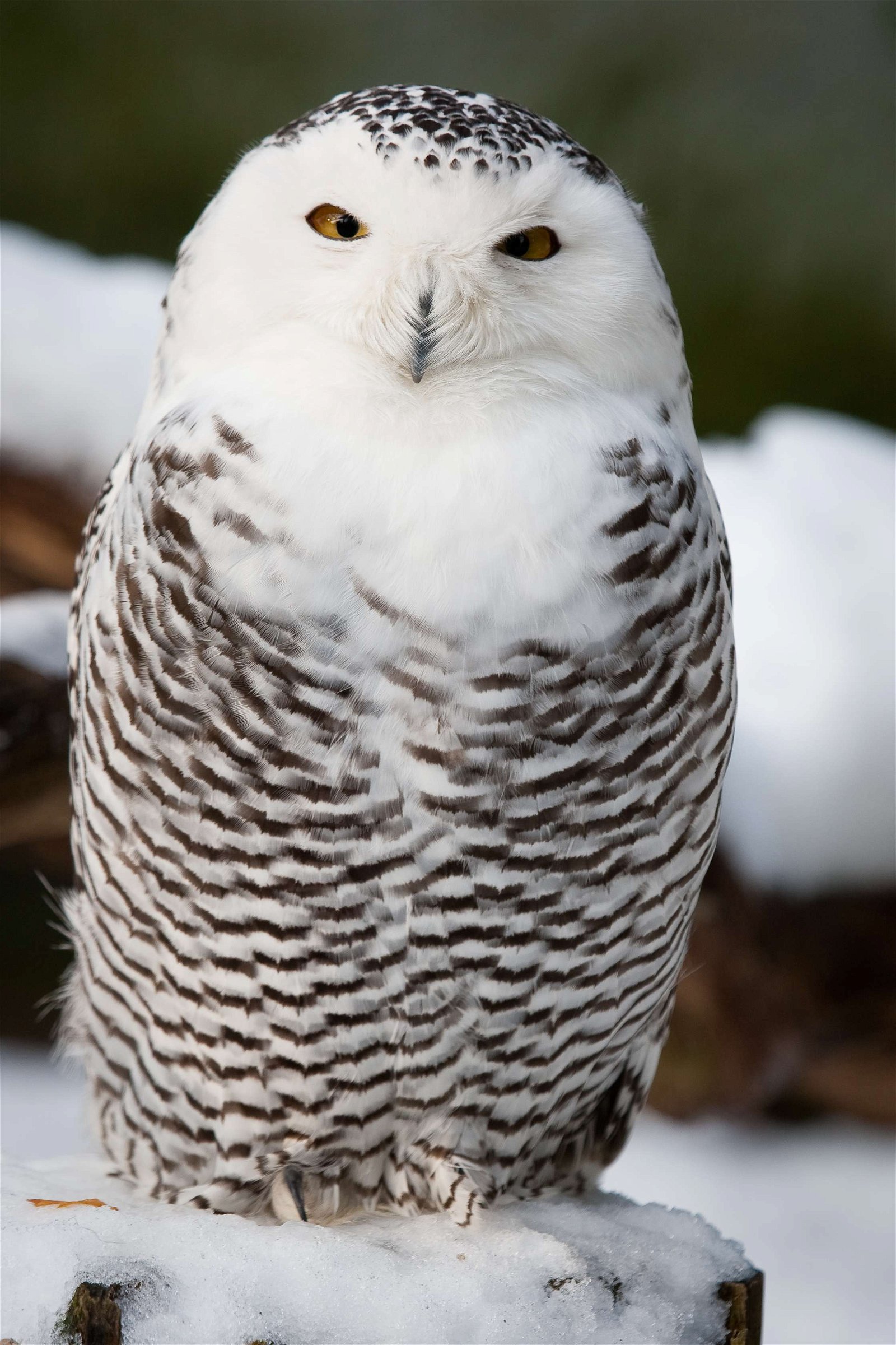DierenPark Amersfoort