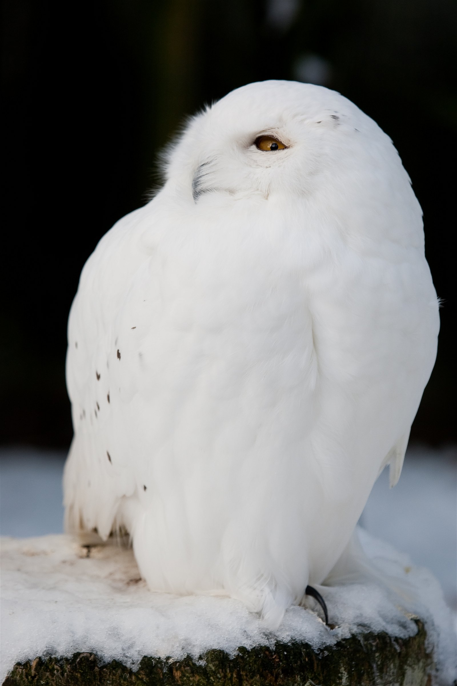 DierenPark Amersfoort