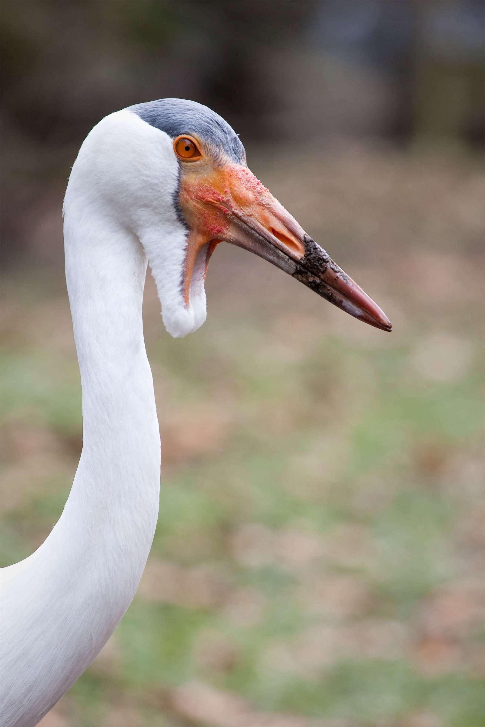 DierenPark Amersfoort