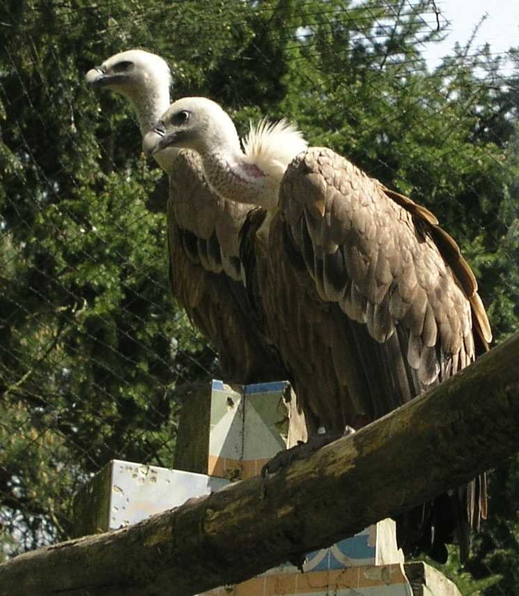 DierenPark Amersfoort