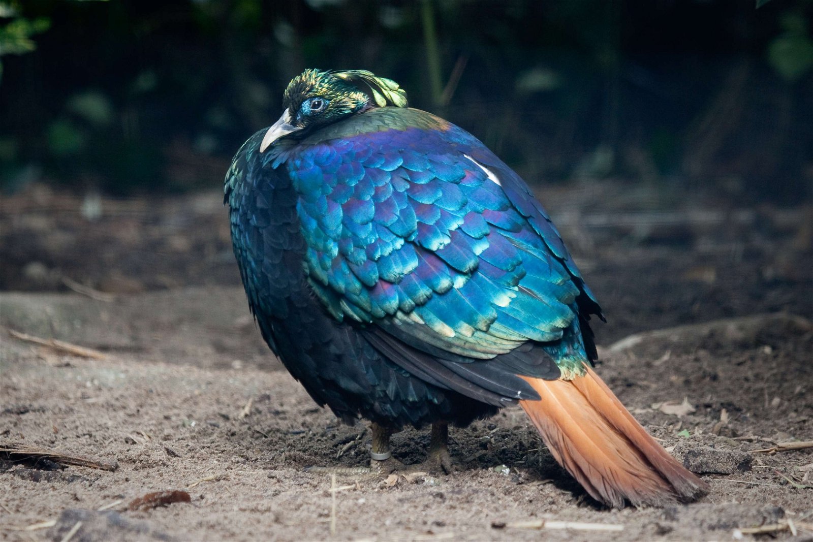 DierenPark Amersfoort