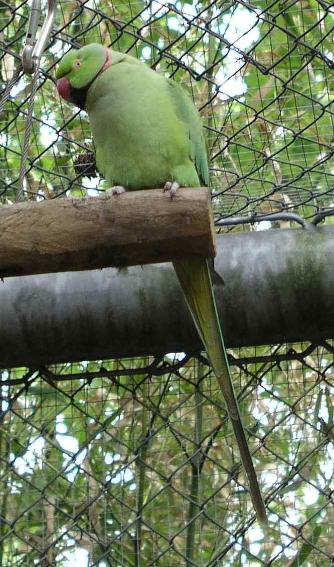 DierenPark Amersfoort