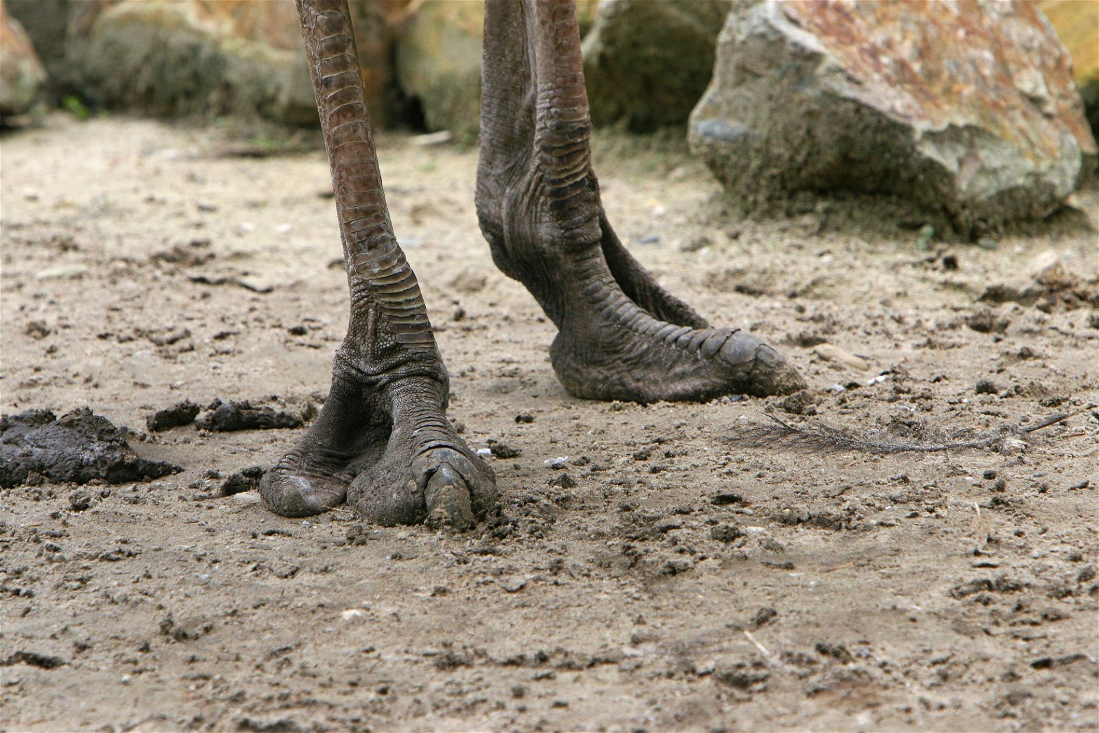 DierenPark Amersfoort