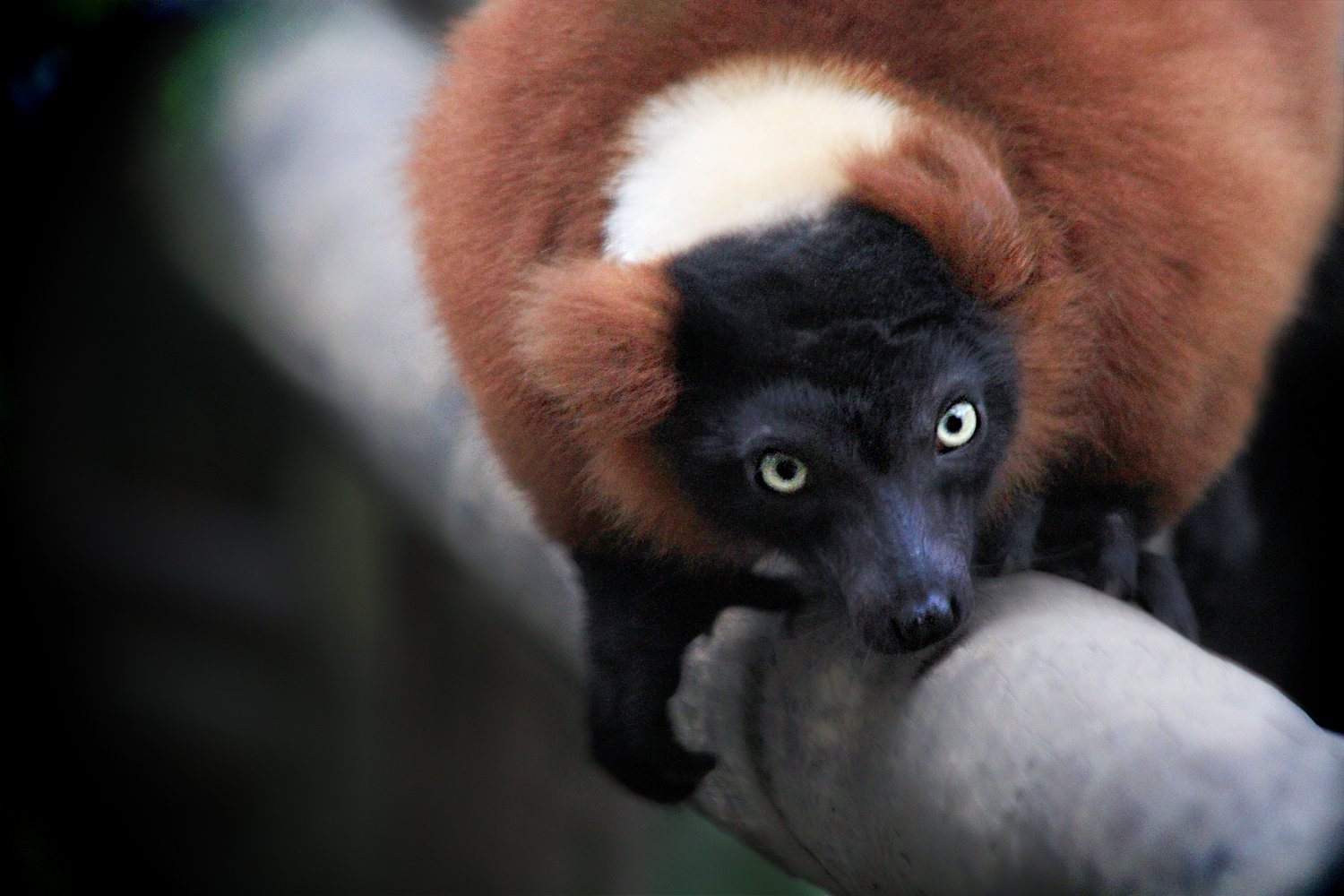 DierenPark Amersfoort