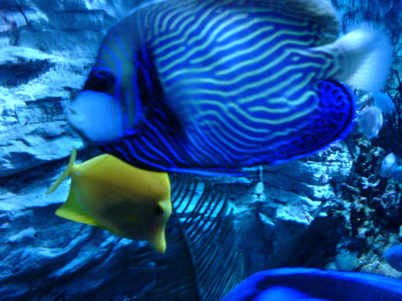 SEA LIFE Scheveningen