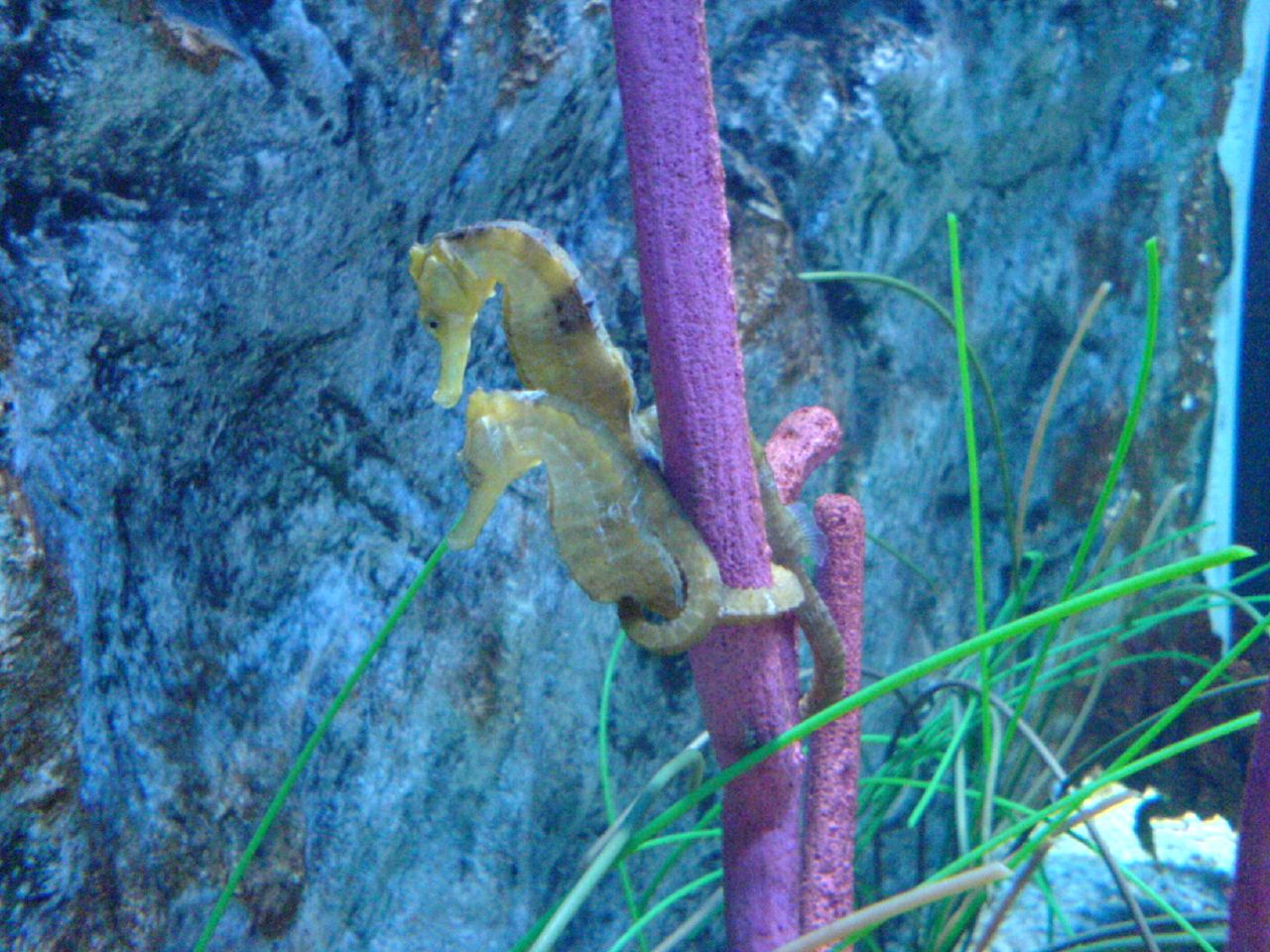 SEA LIFE Scheveningen