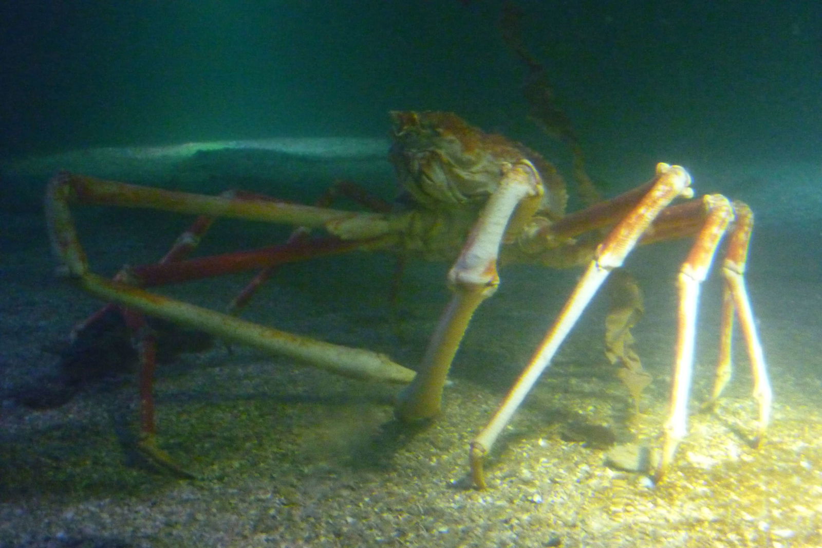 SEA LIFE Scheveningen