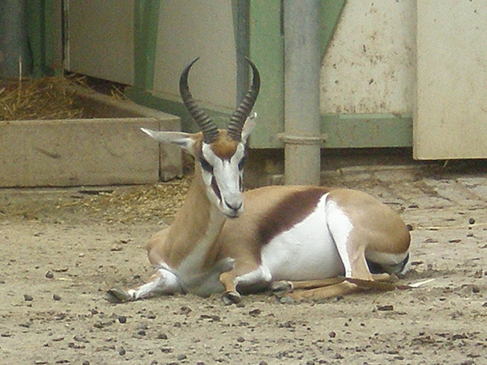 Artis Royal Zoo