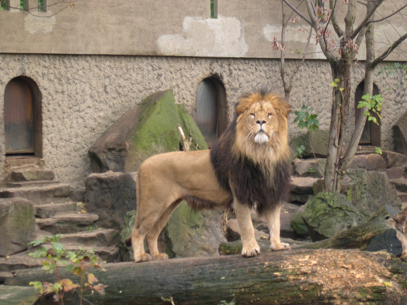 Royal zoo