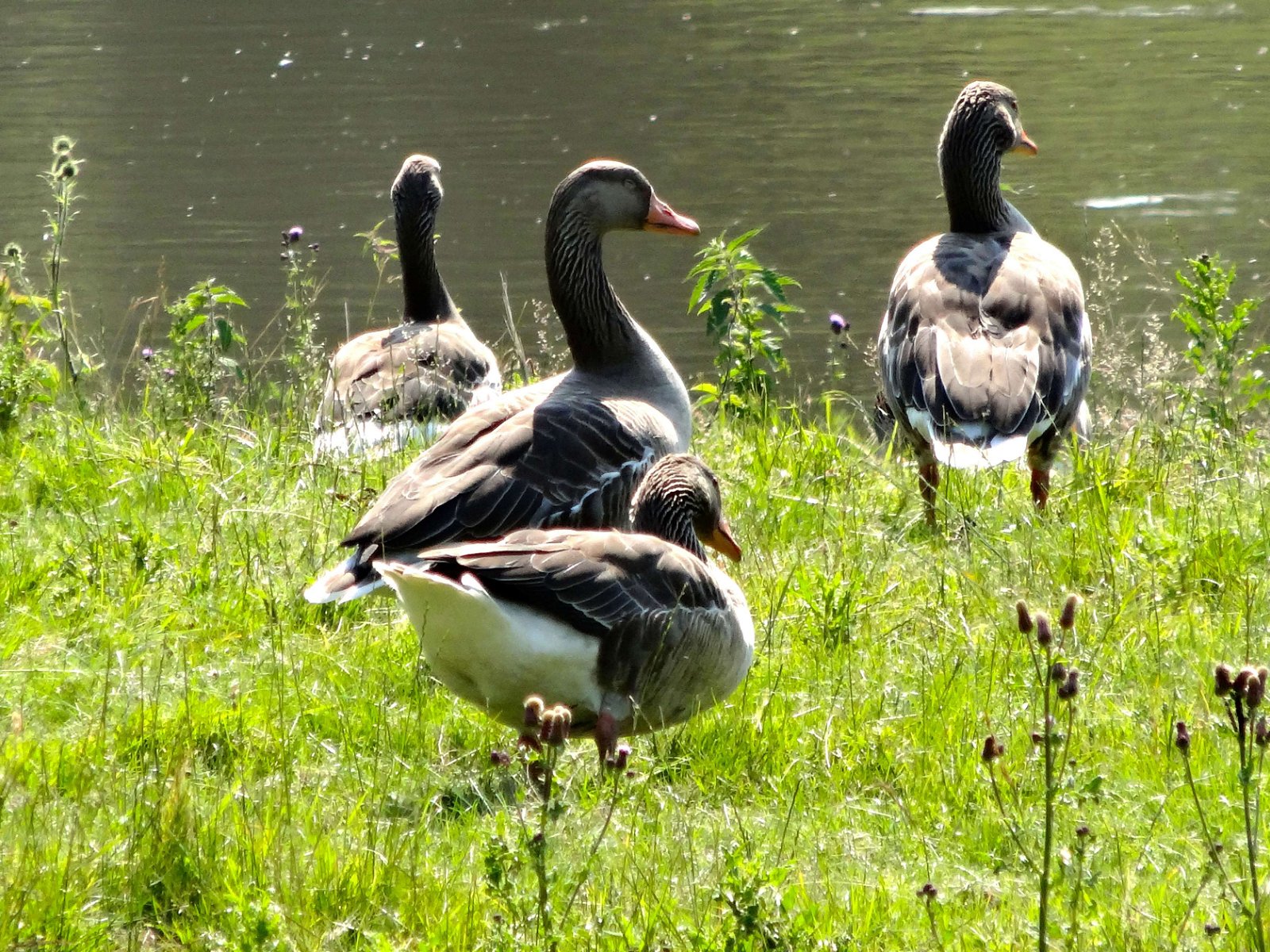Natuurpark Lelystad