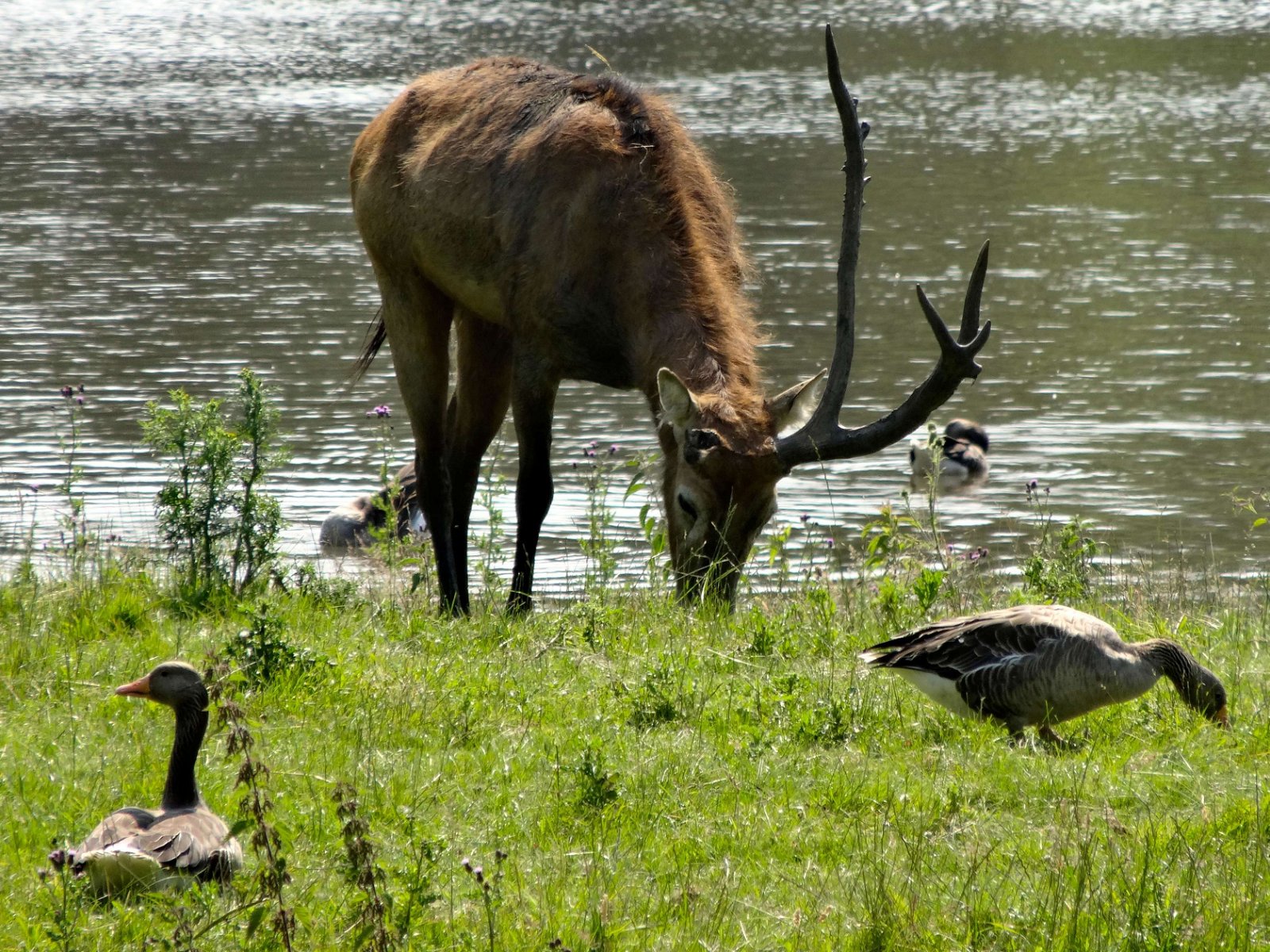 Natuurpark Lelystad