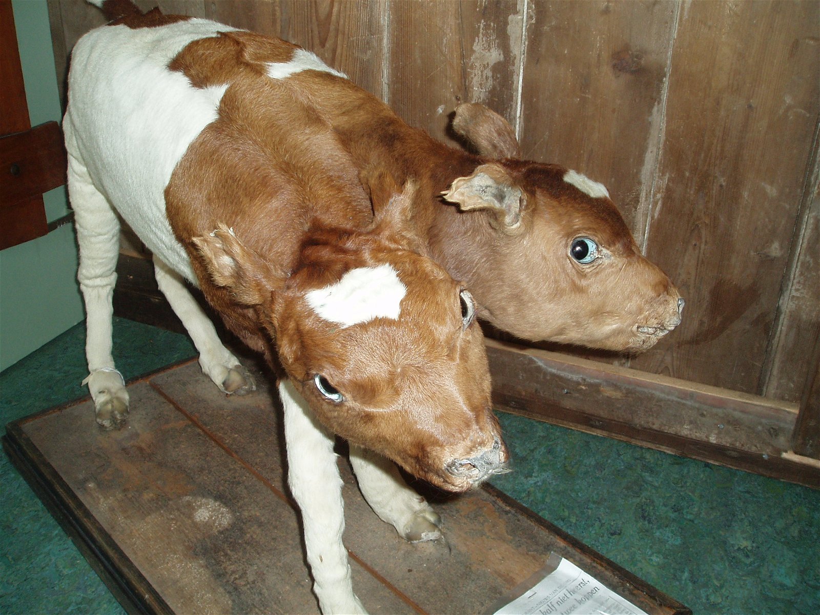 Schoonewelle Museum voor Natuur en Ambacht