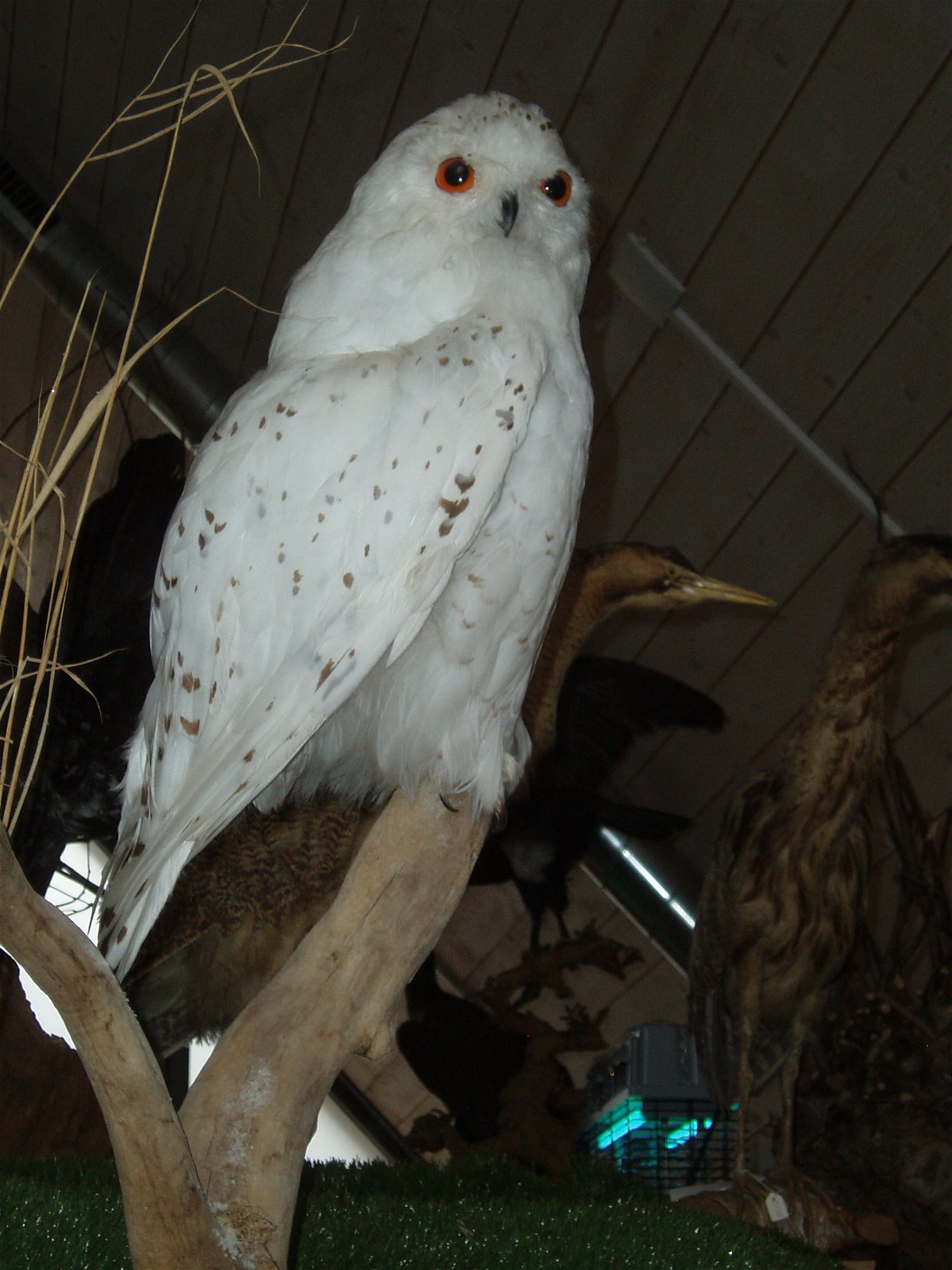 Schoonewelle Museum voor Natuur en Ambacht