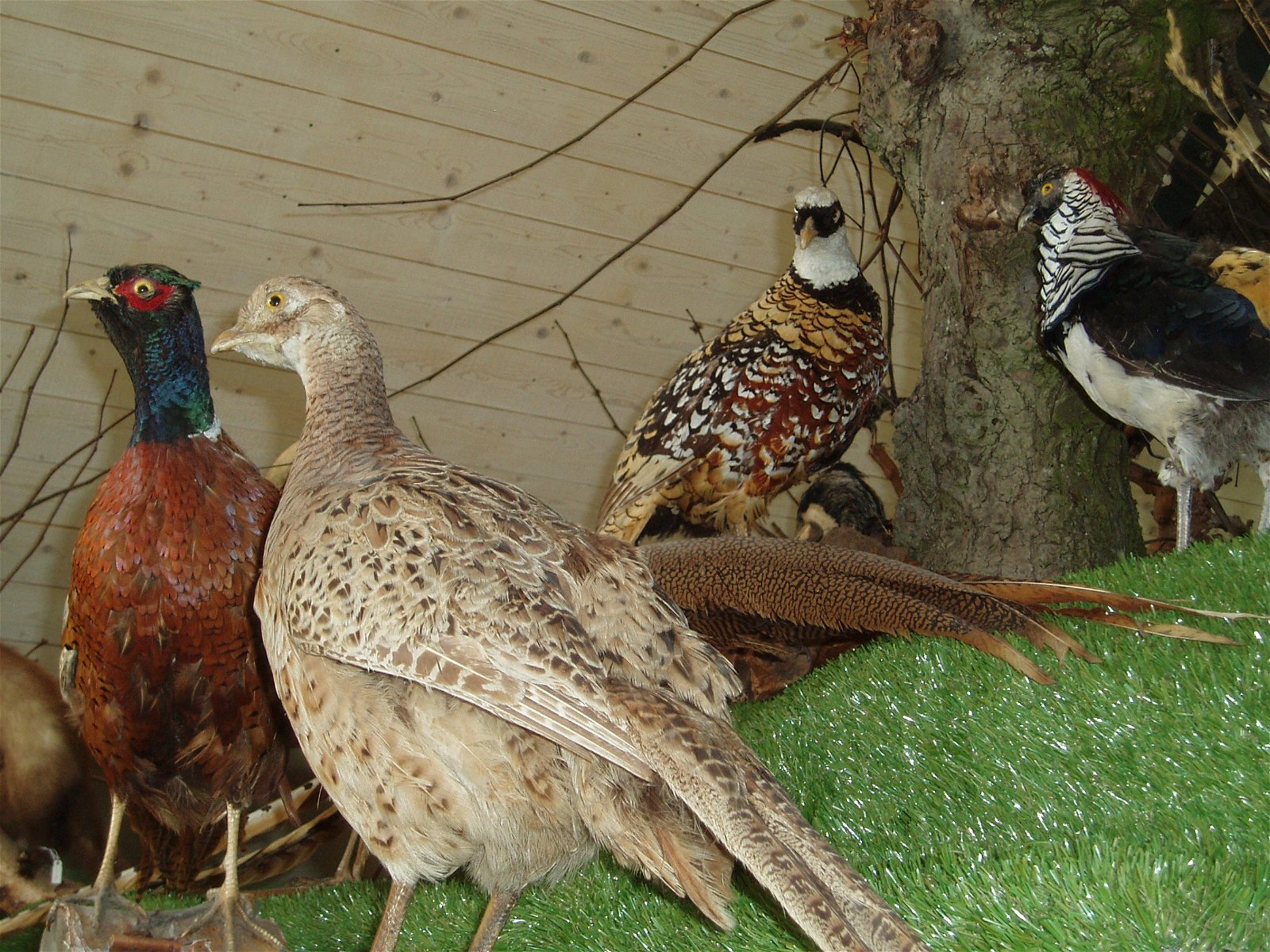 Schoonewelle Museum voor Natuur en Ambacht