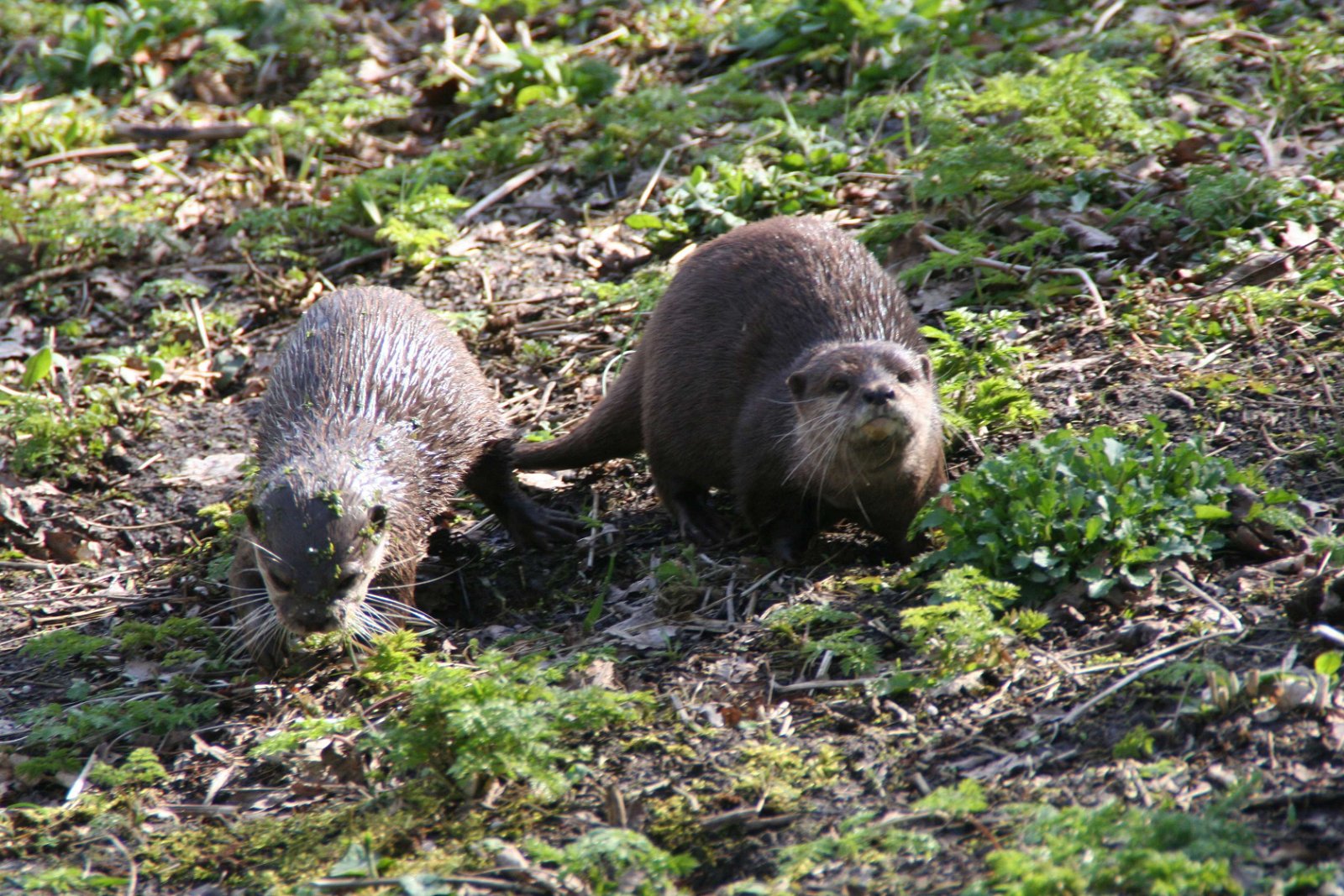 Natuurpark Lelystad