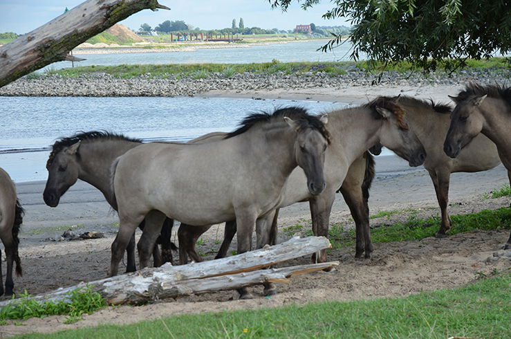 Natuurmuseum Nijmegen