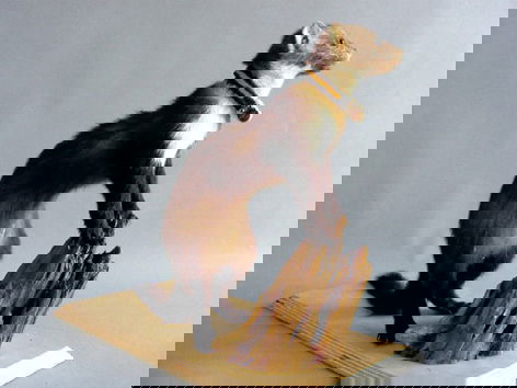 Natuurmuseum Nijmegen