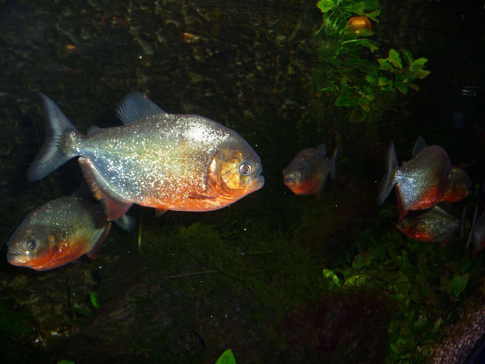 Aqua Zoo Leerdam (Leerdam) Visitor Information & Reviews