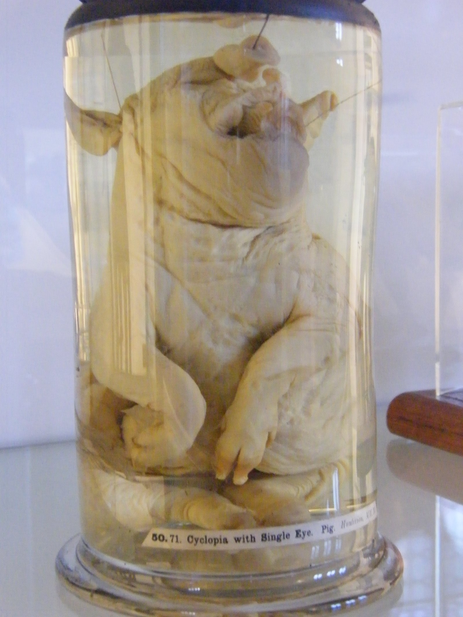 The Hunterian Museum and Art Gallery